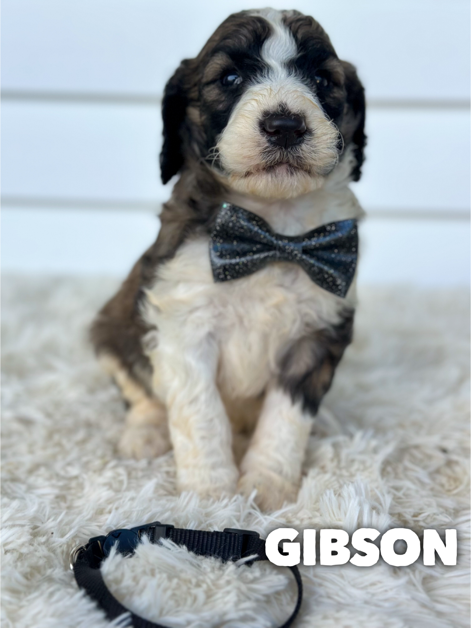 Gibson 2
